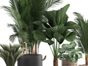 collection of exotic palm trees in pots 422 Modelo 3D