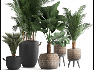 collection of exotic palm trees in pots 422 Modelo 3D