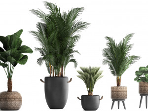 collection of exotic palm trees in pots 422 Modelo 3D