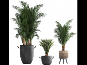 collection of exotic palm trees in pots 422 Modelo 3D