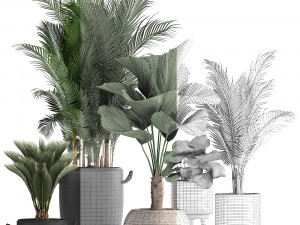 collection of exotic palm trees in pots 422 Modelo 3D