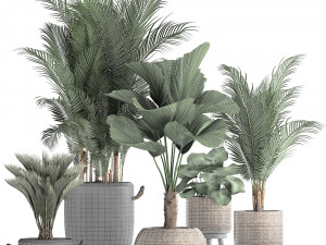 collection of exotic palm trees in pots 422 Modelo 3D