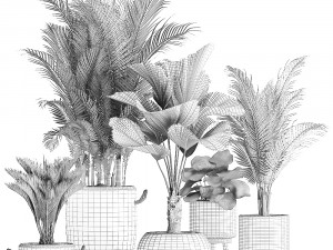 collection of exotic palm trees in pots 422 Modelo 3D