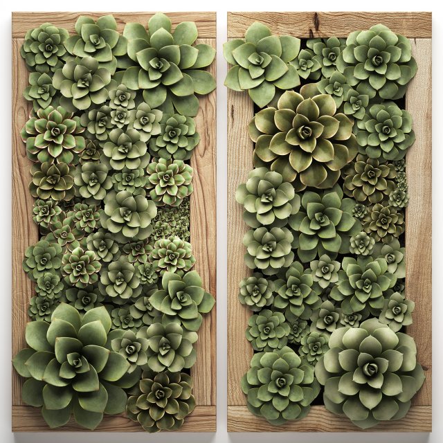 echeveria vertical garden 52 3D Модель .c4d .max .obj .3ds .fbx .stl .blend 