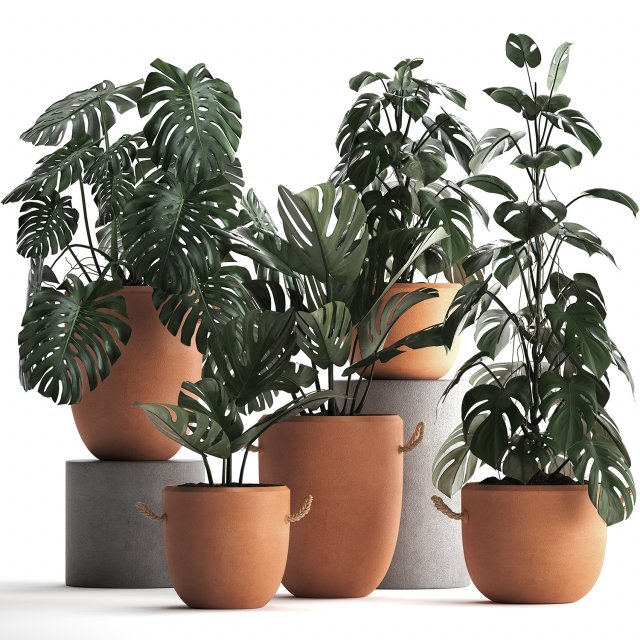 collection exotic plants monstera 423 3D Модель .c4d .max .obj .3ds .fbx .stl .blend 