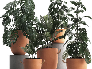 collection exotic plants monstera 423 3Dモデル