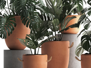 collection exotic plants monstera 423 3D Модель
