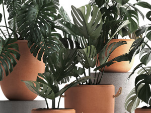 collection exotic plants monstera 423 3D Модель