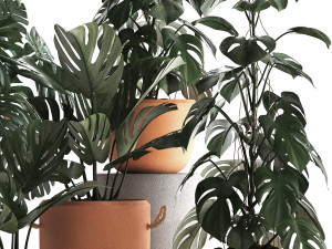 collection exotic plants monstera 423 3D Модель