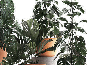 collection exotic plants monstera 423 3D Модель