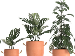 collection exotic plants monstera 423 3D Модель