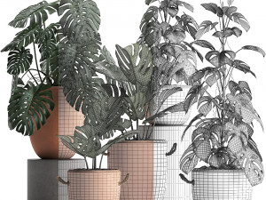 collection exotic plants monstera 423 3D Модель