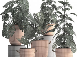 collection exotic plants monstera 423 3D Модель
