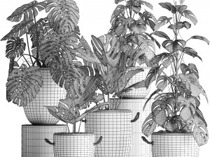 collection exotic plants monstera 423 3D Модель