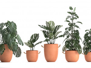collection exotic plants monstera 423 3D Модель