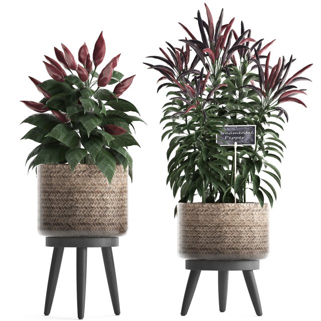 decorative plants for the kitchen 423 pepper Modèle 3D .c4d .max .obj .3ds .fbx .stl .blend 