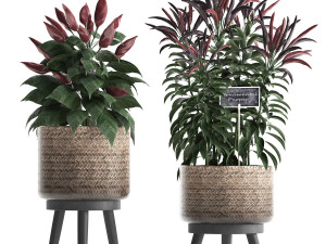 decorative plants for the kitchen 423 pepper 3D Model