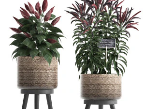 tanaman hias untuk dapur 423 lada Model 3D