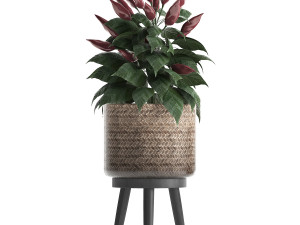 decorative plants for the kitchen 423 pepper Modèle 3D