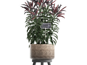 decorative plants for the kitchen 423 pepper Modèle 3D