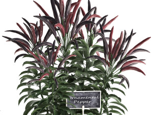 decorative plants for the kitchen 423 pepper Modèle 3D