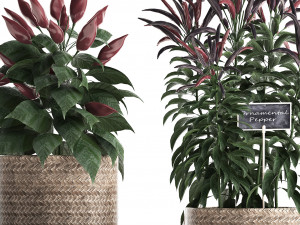 decorative plants for the kitchen 423 pepper Modèle 3D