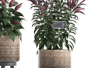 decorative plants for the kitchen 423 pepper Modèle 3D