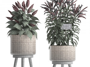 decorative plants for the kitchen 423 pepper Modèle 3D