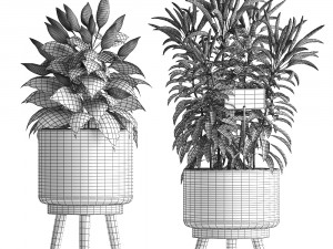 decorative plants for the kitchen 423 pepper Modèle 3D