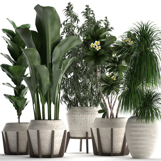 collection of exotic plants in white pots 425 3D मॉडल .c4d .max .obj .3ds .fbx .stl .blend 