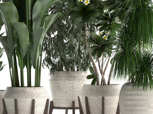 collection of exotic plants in white pots 425 3D Model