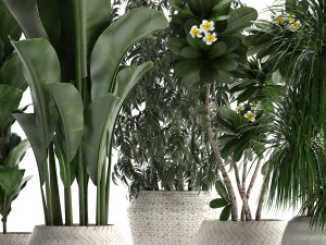 collection of exotic plants in white pots 425 3D Model