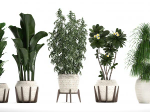 collection of exotic plants in white pots 425 3D Model