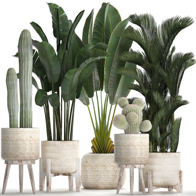 collection of exotic plants in white pots 426 3D 모델 .c4d .max .obj .3ds .fbx .stl .blend 