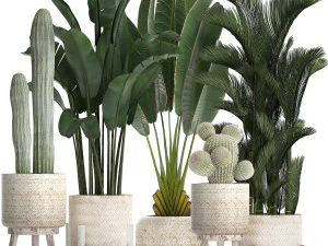 collezione di piante esotiche in vasi bianchi 426 Modello 3D