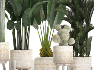collection of exotic plants in white pots 426 3D 모델