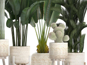 collection of exotic plants in white pots 426 3D Model