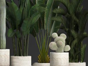 collection of exotic plants in white pots 426 3D Model