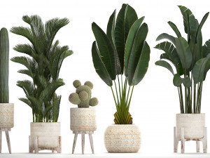 collection of exotic plants in white pots 426 3D 모델