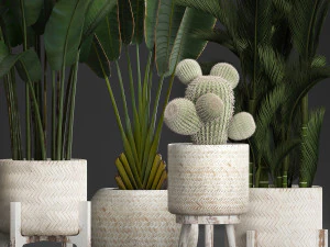 collection of exotic plants in white pots 426 3D Model