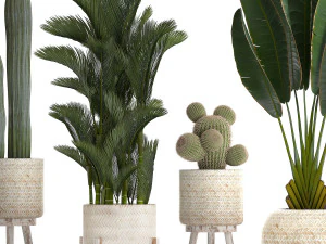 collection of exotic plants in white pots 426 3D Model