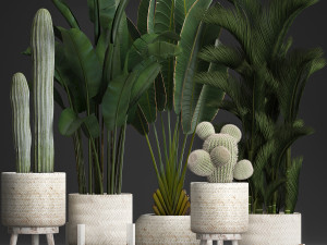 collection of exotic plants in white pots 426 3D 모델