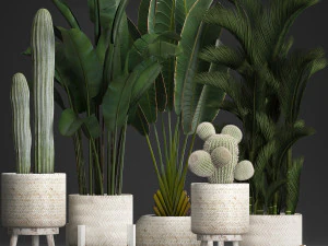 collection of exotic plants in white pots 426 3D Model