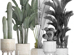 collection of exotic plants in white pots 426 3D Model