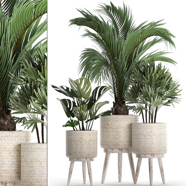 collection of exotic plants in white pots 427 3Dモデル .c4d .max .obj .3ds .fbx .stl .blend 