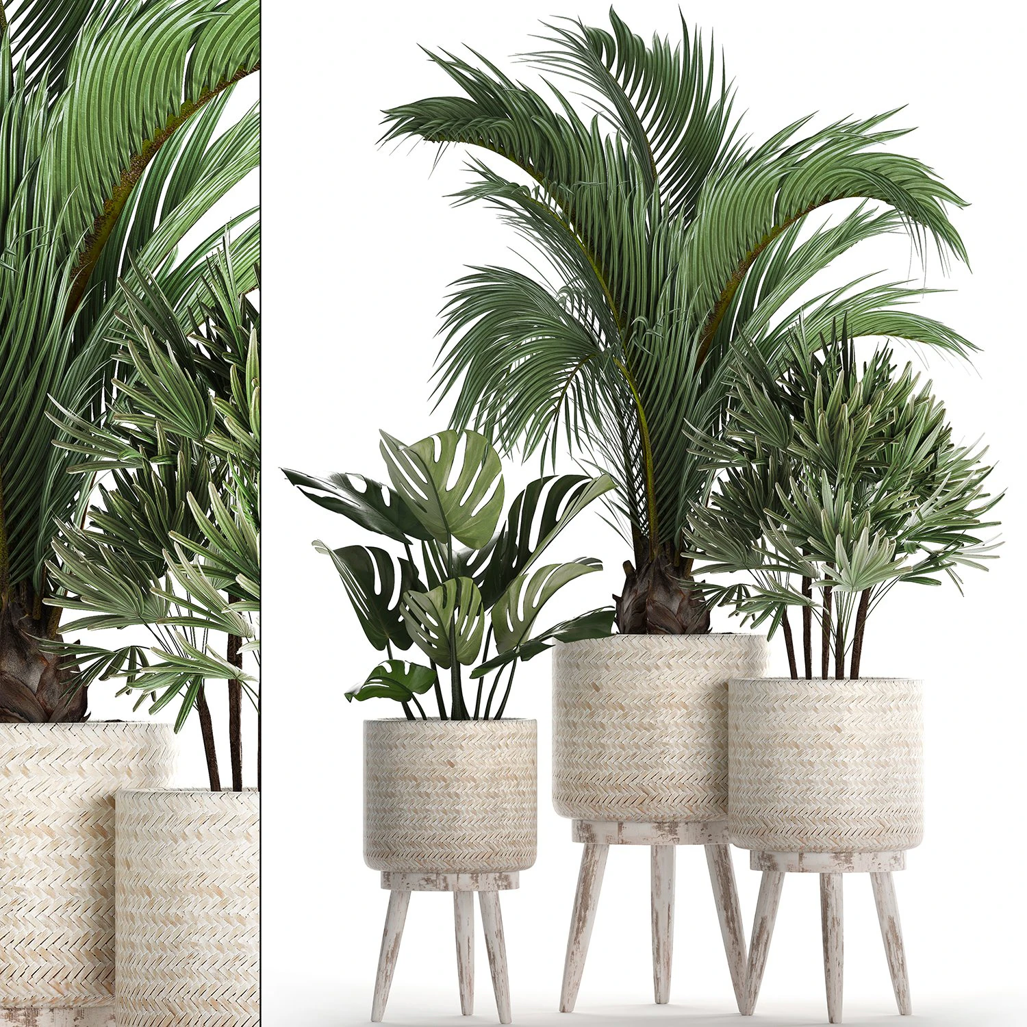 collection of exotic plants in white pots 427 3D Model .c4d .max .obj .3ds .fbx .stl .blend 
