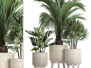 collection of exotic plants in white pots 427 3D मॉडल
