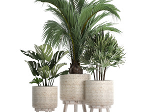 collection of exotic plants in white pots 427 3Dモデル
