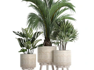 collection of exotic plants in white pots 427 3D Model