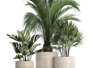 collection of exotic plants in white pots 427 3D Model